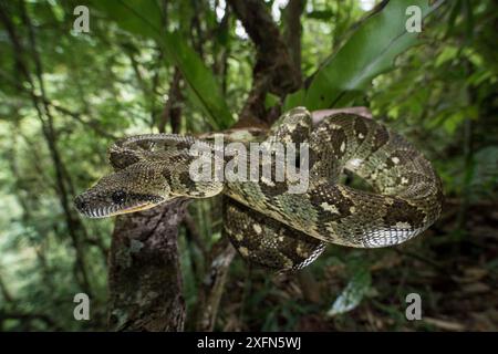 Boa d'arbre de Madagascar (Sanzinia madagascariensis) enroulé dans le sous-bois de la forêt. Forêt tropicale montagneuse, parc national de Marojejy, nord-est de Madagascar. Banque D'Images