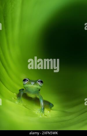 Grenouille de verre montagnarde (Centrolenella ilex) à l'intérieur des feuilles enroulées. La forêt tropicale de moyenne altitude, Bosque de Paz, versant du Pacifique, le Costa Rica, Amérique centrale. Banque D'Images
