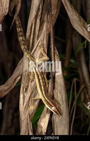 Gecko à queue de feuille doublée (Uroplatus lineatus). Actif dans les frondes de palmier mortes dans le sous-étage de la forêt la nuit. Parc national de Marojejy, Madagascar. Banque D'Images