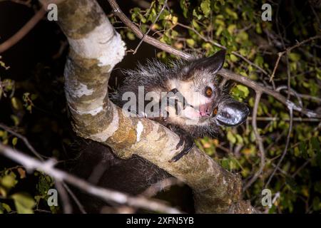 Adulte Aye-aye (Daubentonia madagascariensis) toilettant / nettoyant ses dents dans la canopée de la forêt la nuit. Forêt sèche de feuillus près d'Andranotsimaty. Daraina, nord de Madagascar. (En danger critique d'extinction) Banque D'Images