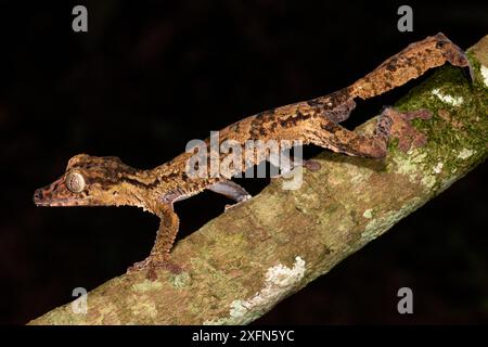 Gecko géant à queue de feuille (Uroplatus giganteus). Actif dans le sous-étage de la forêt la nuit. Parc national de Marojejy, Madagascar. Banque D'Images