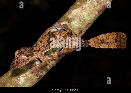 Gecko géant à queue de feuille (Uroplatus giganteus). Actif dans le sous-étage de la forêt la nuit. Parc national de Marojejy, Madagascar. Banque D'Images