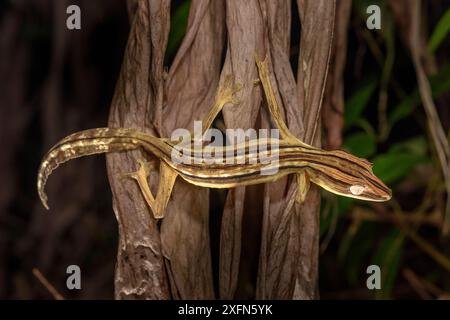 Gecko à queue de feuille doublée (Uroplatus lineatus). Actif dans les frondes de palmier mortes dans le sous-étage de la forêt la nuit. Parc national de Marojejy, Madagascar. Banque D'Images