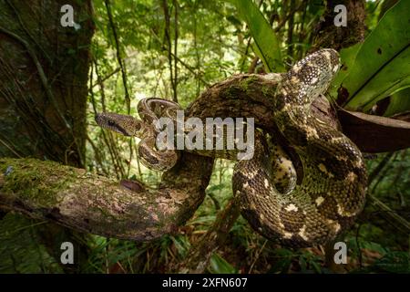 Boa d'arbre de Madagascar (Sanzinia madagascariensis) enroulé dans le sous-bois de la forêt. Forêt tropicale montagneuse, parc national de Marojejy, nord-est de Madagascar. Banque D'Images