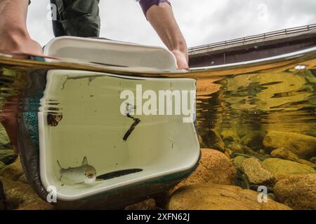 Un chercheur lâche un saumoneau de l'Atlantique (Salmo salar) dans la rivière Big Salmon du parc national Fundy, Nouveau-Brunswick, Canada. Mai. Banque D'Images