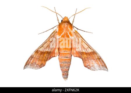 Teigne azalée sphinx (Darapsa choerilus) photographiée sur blanc. Nouveau-Brunswick, Canada, juillet. Banque D'Images