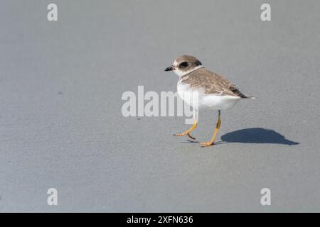 Pluvier semi-palmé (Charadrius semipalmatus) sur les plages de sable de l'île Borgle, Nouvelle-Écosse, Canada, septembre. Banque D'Images