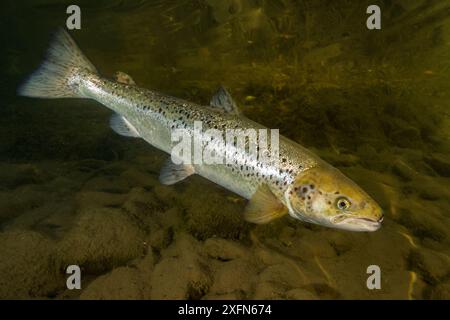 Saumon atlantique (Salmo salar) rivière Petitcodiac, Nouveau-Brunswick, Canada, octobre. Banque D'Images