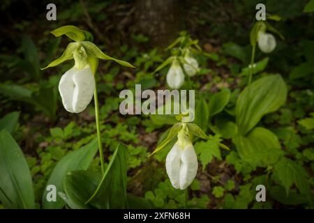 Orchidée de pantoufle de dame rose (Cypripedium acaule) Nouveau-Brunswick, Canada, juin. Banque D'Images