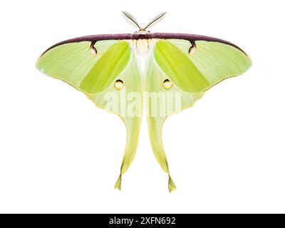 Luna Moth (Actias luna), photographiée sur blanc. Nouveau-Brunswick, Canada, juin. Banque D'Images