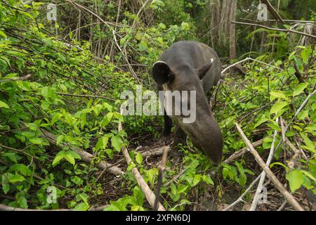 Tapir de Baird (Tapirus bairdii) naviguant dans le parc national du Corcovado, Costa Rica, mai. En danger. Banque D'Images