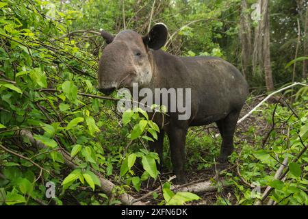 Tapir de Baird (Tapirus bairdii) naviguant dans le parc national du Corcovado, Costa Rica, mai. En danger. Banque D'Images