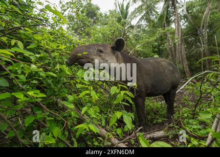 Tapir de Baird (Tapirus bairdii), Parc National du Corcovado, Costa Rica, mai. En danger. Banque D'Images