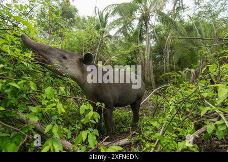 Tapir de Baird (Tapirus bairdii), Parc National du Corcovado, Costa Rica, mai. En danger. Banque D'Images