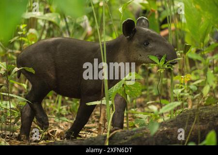 Tapir du jeune Baird (Tapirus bairdii) naviguant dans le parc national du Corcovado, Costa Rica, mai. En danger. Banque D'Images