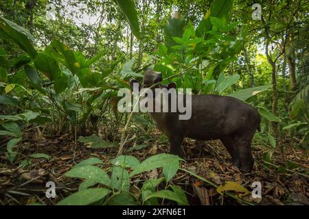 Tapir de Baird (Tapirus bairdii) naviguant dans le parc national du Corcovado, Costa Rica, mai. En danger. Banque D'Images