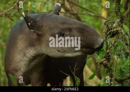 Tapir de Baird (Tapirus bairdii) naviguant dans le parc national du Corcovado, Costa Rica, mai. En danger. Banque D'Images