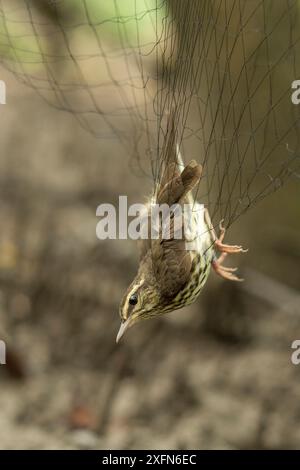 Ruée du Nord (Parkesia noveboracensis), capturée dans un filet de brume au cours d'une étude sur les oiseaux migrateurs au Costa Rica, janvier. Banque D'Images