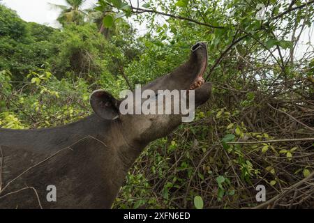 Tapir de Baird (Tapirus bairdii), Parc National du Corcovado, Costa Rica, mai. En danger. Banque D'Images