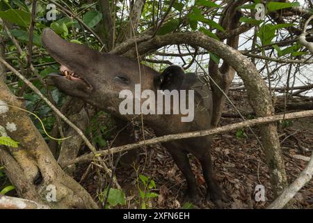 Tapir de Baird (Tapirus bairdii) naviguant dans le parc national du Corcovado, Costa Rica, mai. En danger. Banque D'Images