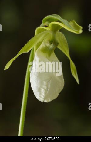 Orchidée de pantoufle de dame rose (Cypripedium acaule) Nouveau-Brunswick, Canada, juin. Banque D'Images