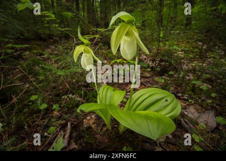 Orchidée de pantoufle de dame rose (Cypripedium acaule) en forêt, Nouveau-Brunswick, Canada, juin. Banque D'Images