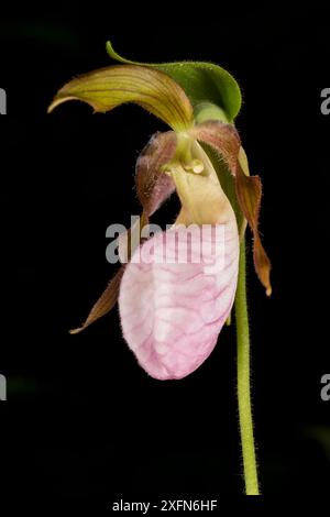 Orchidée de pantoufle de dame rose (Cypripedium acaule) photographiée sur fond noir, Nouveau-Brunswick, Canada, juin. Banque D'Images