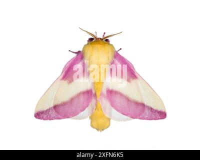 Teigne de l'érable rose (Dryocampa rubicunda), photographiée sur fond blanc, Nouveau-Brunswick, Canada, juin. Banque D'Images