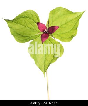 Trillium rouge (Trillium erectum), photographié sur fond blanc, Nouveau-Brunswick, Canada, mai. Banque D'Images