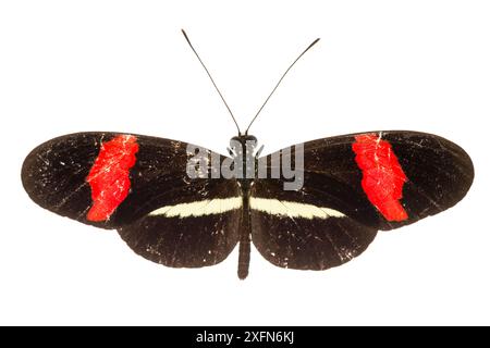 Petit papillon facteur (Heliconius erato) photographié sur fond blanc, Costa Rica. Banque D'Images