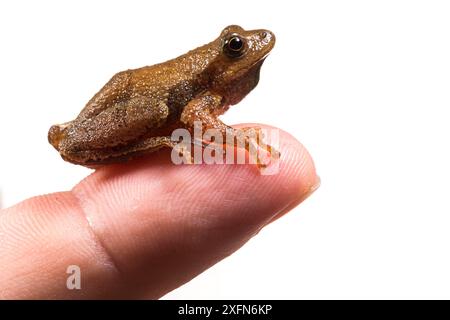 Peeper (Pseudacris crucifer) sur main humaine, photographié sur fond blanc, Nouveau-Brunswick, Canada, mai. Banque D'Images