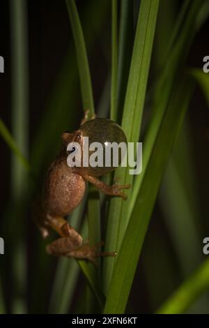 Pseudacris Crucifer (Pseudacris crucifer) Calling, Nouveau-Brunswick, Canada, mai. Banque D'Images