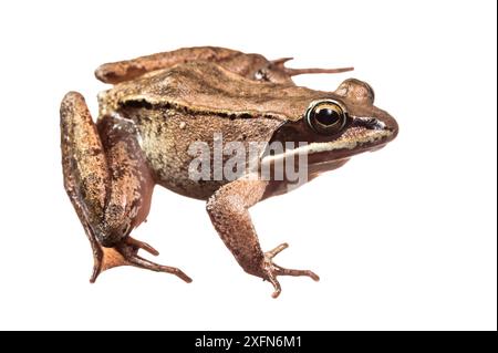 Grenouille des bois (Lithobates sylvaticus) photographiée sur fond blanc, Nouveau-Brunswick, Canada, juin. Banque D'Images