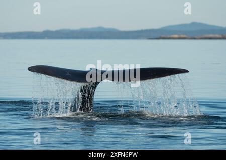 Baleine noire de l'Atlantique Nord (Eubalaena glacialis) fluke Baie de Fundy, Canada, septembre. Banque D'Images
