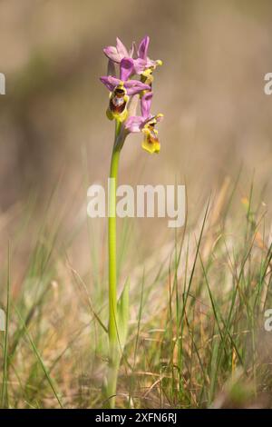 Orchidée de mouche-scie (Ophrys tenthredinifera) Vila do Bispo, Algarve, Portugal Banque D'Images
