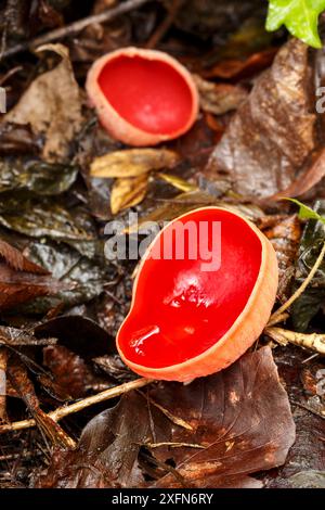 Coupe d'elfe écarlate (Sarcoscypha austrica), Tintern, Wye Valley, Monmouthshire, pays de Galles, Royaume-Uni, février. Banque D'Images