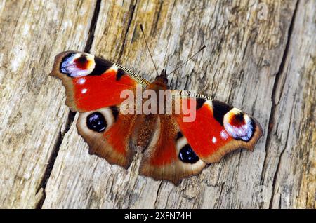 Papillon paon (Inachis io) se prélassant sur un arbre tombé, sud-ouest de Londres, Angleterre, Royaume-Uni, avril. Banque D'Images