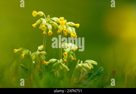 Cowslips (Primula veris) North Downs, Surrey, Royaume-Uni, avril. Banque D'Images