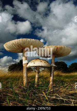 Champignons parasol (Lepiota procera) vue en angle bas, réserve naturelle nationale du parc Richmond. Surrey, Angleterre, Royaume-Uni, octobre. Banque D'Images