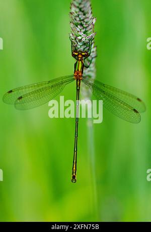 Damoiselle d'émeraude (Lestes sponsa) mâle, reposant sur une tige d'herbe, Wimbledon Common SSSI, Southwest London, Angleterre, Royaume-Uni. Juin. Banque D'Images