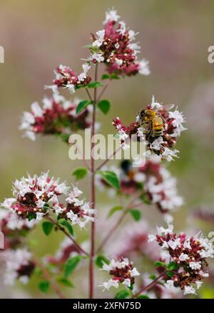 Abeille (Apis mellifera) se nourrissant de fleurs sauvages de Majoram (Origanum vulgare) North Downs, Surrey, Angleterre, Royaume-Uni, août. Banque D'Images