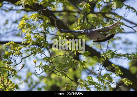 Pigeon de bois (Columba palumbus) en vol avec du matériel de nidification, Monmouthshire, pays de Galles, Royaume-Uni, mai. Banque D'Images