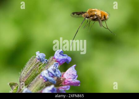 Beefly (Bombylius major) se nourrissant d'astre (Pulmonaria officinalis), Monmouthshire, pays de Galles, Royaume-Uni, mai. Banque D'Images