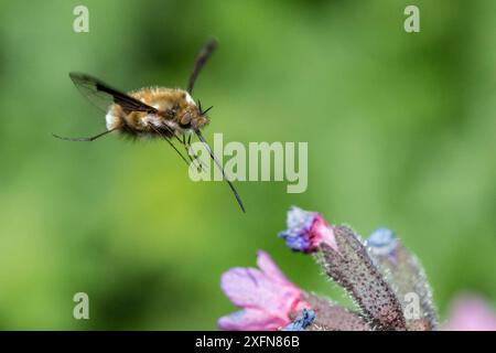 Beefly (Bombylius major) se nourrissant d'acariens (Pulmonaria officinalis) Monmouthshire, pays de Galles, Royaume-Uni, avril. Banque D'Images