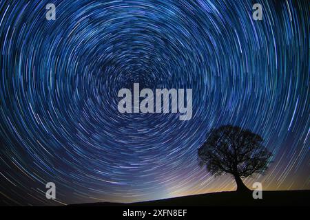 Chêne anglais (Quercus robur) la nuit avec cercle de sentiers d'étoiles, Brecon Beacons Wales, Royaume-Uni. Décembre 2016. Banque D'Images