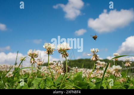 L'abeille européenne (Apis mellifera) volant pour le trèfle blanc (Trifolium repens) fleurs, Monmouthshire, Wales, UK. Juillet. Banque D'Images