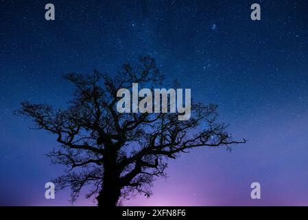 Chêne (Quercus robur) la nuit avec des étoiles, Brecon Beacons National Park, pays de Galles, Royaume-Uni. Décembre 2016. Banque D'Images