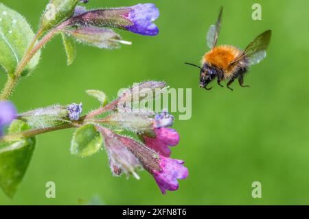 Abeille cardée commune (Bombus pascuorum) à destination de Lungwort (Pulmonaria officinalis), Monmouthshire, pays de Galles, Royaume-Uni. Banque D'Images