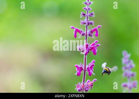 Bourdon du jardin (Bombus hortorum), en vol vers Hedge Woundwort (Stachys sylvatica), Monmouthshire, pays de Galles, Royaume-Uni, juillet. Banque D'Images