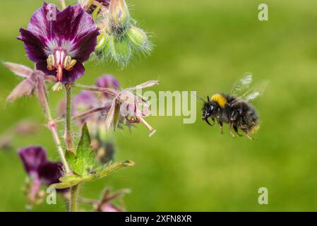 Bourdon précoce (Bombus pratorum) en vol pour se nourrir de géranium Hardy (Geranium sp.), Monmouthshire, pays de Galles, Royaume-Uni, mai. Banque D'Images